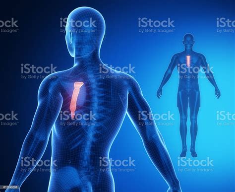 ️ Sternum Bone Breastbone Pain And Causes Of Retrosternal Pain Behind