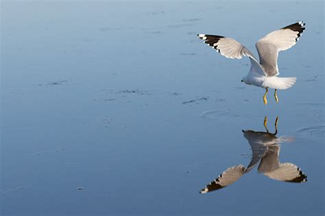 Безплатна снимка море крило морски птици полет гръбначен