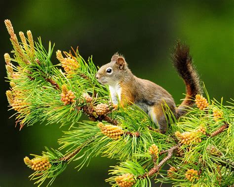 Forest Elf Cute Squirrel Hd Wallpapers Picture 01 1280x1024 Download