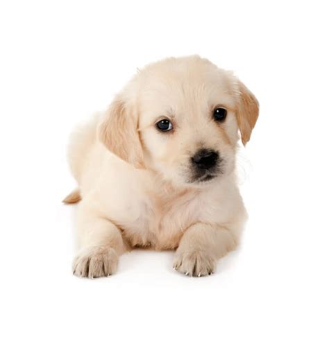 Golden retrievers in general rarely meet a stranger, whether canine or human. Golden Retriever Puppies for Sale: English Cream, White ...