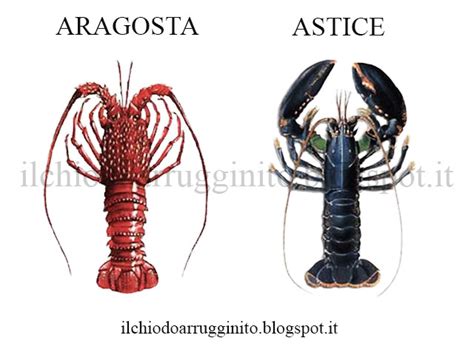 Visualizza altre idee su aragosta, ricette, crostacei. Aragosta prezzo al kg > 2016RISKSUMMIT.ORG