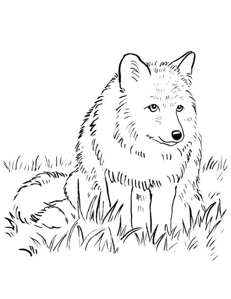 Arctic Fox Coloring Pages Realistic Coloring Pages