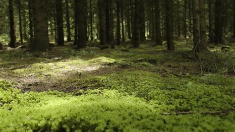 Mossy Forest Floor Stock Video Motion Array