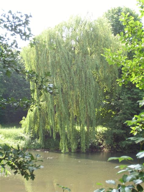 Golden Weeping Willow 2 By M Ornichthys On Deviantart