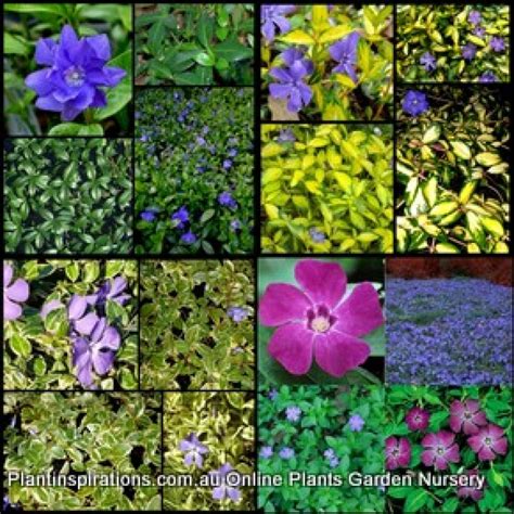 Vinca Minor X 6 Plants 3 Types Shade Flowering Groundcover Pinkpurple