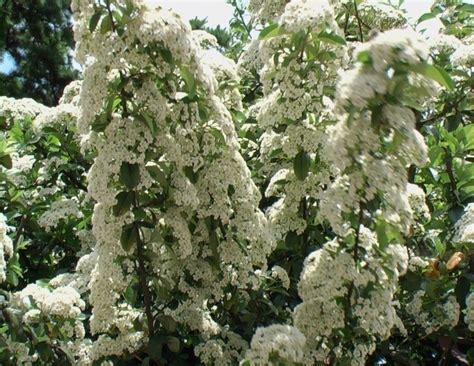 Durante l'inverno la sarcocca di riempie di fiorellini bianchi un piatto perfetto per l'inizio di primavera, goloso, colorato, profumato, cremoso, esteticamente bello grappoli crescono a suon di musica. Agazzino - VerdeOstuni