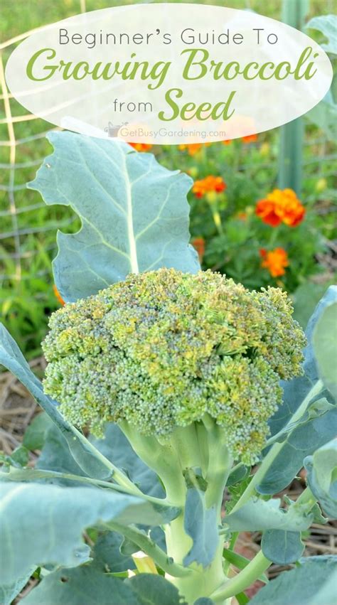 How To Grow Broccoli From Seed Step By Step Growing