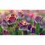 Desktop Wallpaper Tulips Flowers Pink White Flowerbed Hd Image 