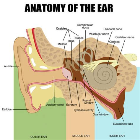 A Beginners Guide To Ear Anatomy And Physiology