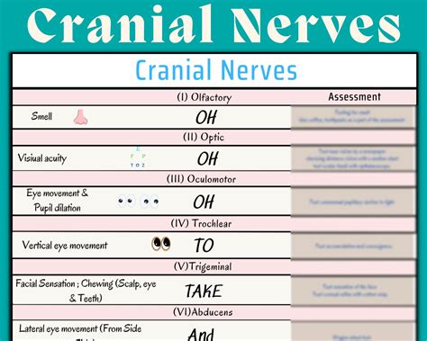 A Table With The Names And Abbreviations Of Cranial Nerves