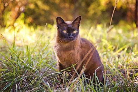 Some of the breeds that appear to have a predilection for sle include persian, siamese, and himalayan cat breeds. Lungworms in cats Owner Factsheet for cats | Vetlexicon ...