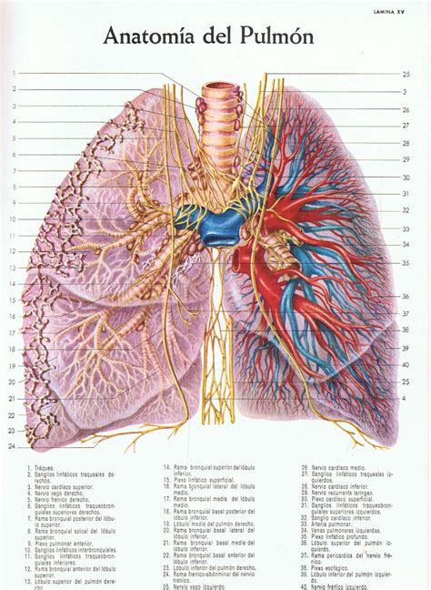 Curso De Anatomía Ii Irrigación E Inervación De Los Pulmones