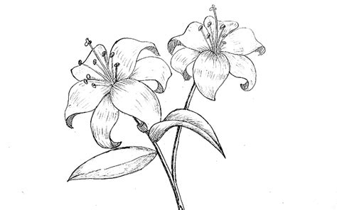 Buy Lily Flower Drawing Easy Off