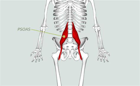 Lower Back Pain And The Psoas 🇬🇧