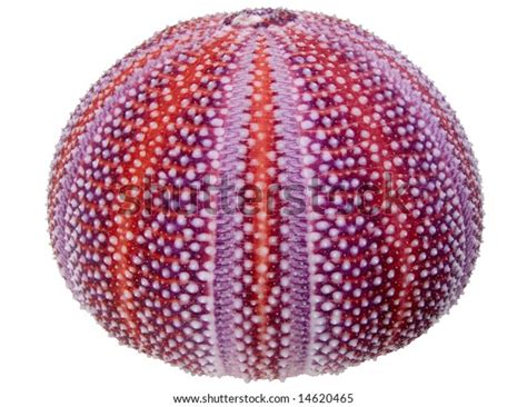 Colorful Orange Purple Atlantic Sea Urchin Stock Photo Edit Now 14620465
