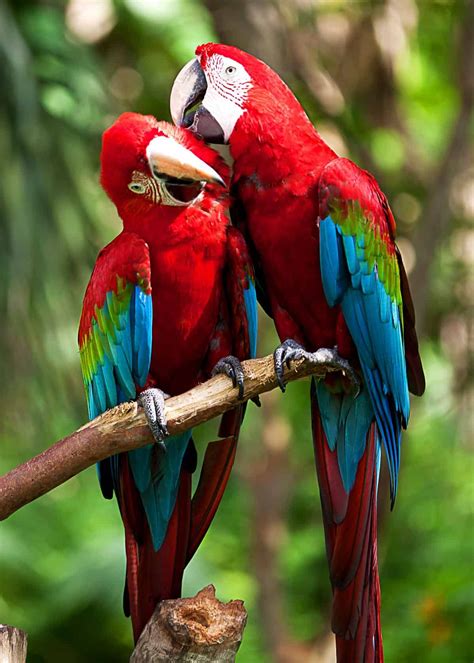 Do Scarlet Macaws Mate For Life Birds Birding Beautifulnature