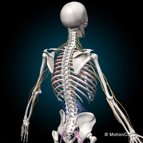 The picture you have in your mind of the nervous system probably includes the brain, the nervous tissue contained within the cranium, and the spinal cord, the extension of nervous tissue within the vertebral column.that suggests it is made of two organs—and you may not even think of the spinal cord as an organ—but the nervous system is a very complex structure. Skeleton & Nervous System - MotionCow