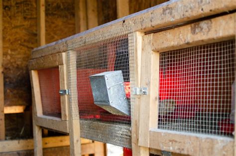 How To Set Up Your Outdoor Chicken Brooder Backyard Poultry