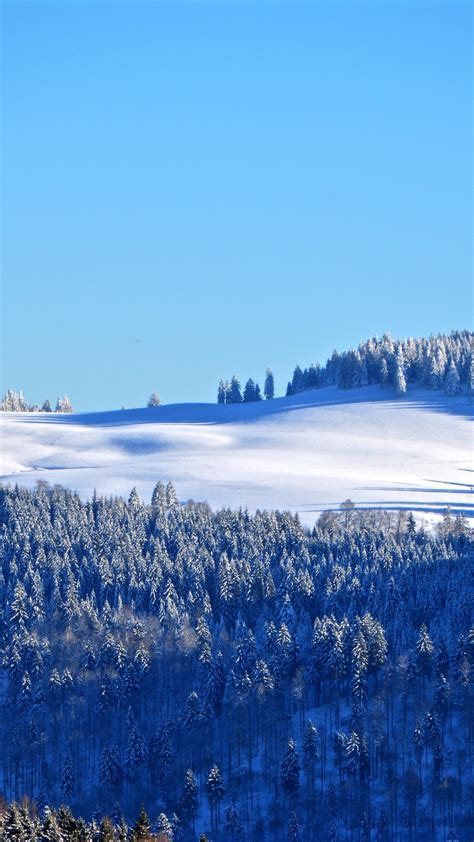 Winter Forest Wallpaper 4k Snow Trees Hill Sky View Clear Sky