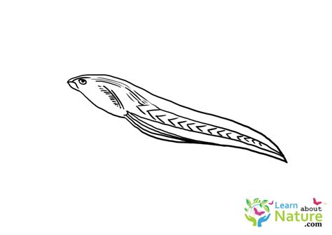 Tadpole Coloring Page 9 Learn About Nature