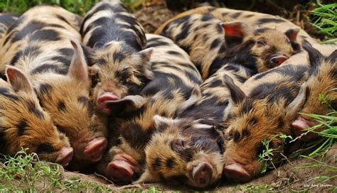 A Pile Of Kune Kune Piglets Sleeping Pig Pets Animals