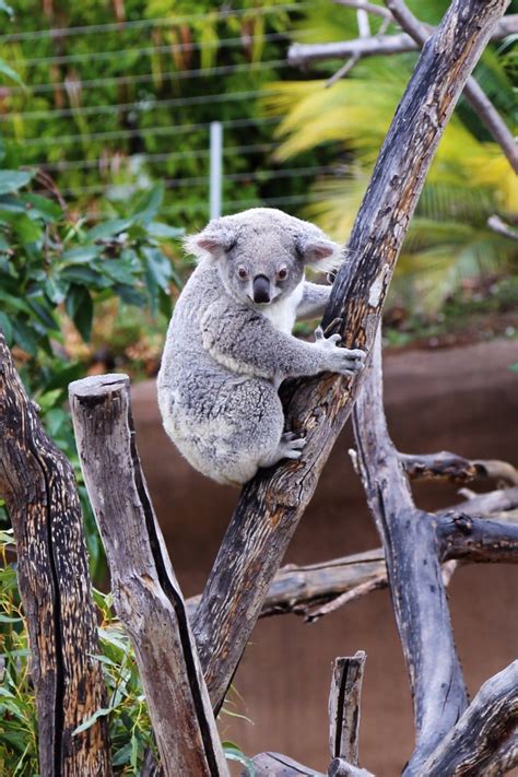 Koala Zoochat