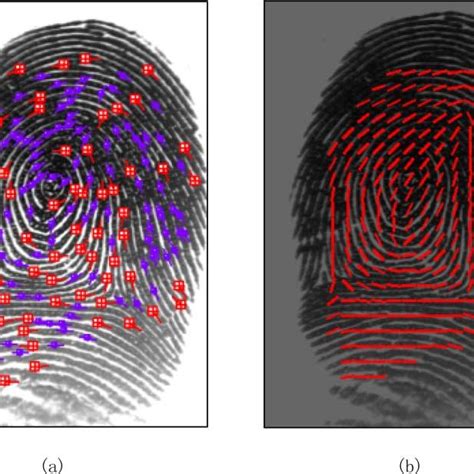 Pdf Reconstructing Orientation Field From Fingerprint Minutiae To