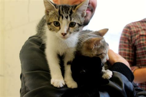 Uber Breaks Hearts With Short Supply Of Kittens On Cat Day Huffpost