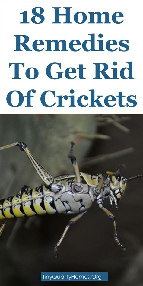 You still don't know how to get rid of spider crickets? Crickets (Gryllidae) are particularly annoying because of ...