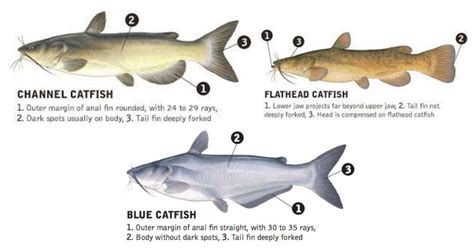 Types Of Catfish The Big Three Species
