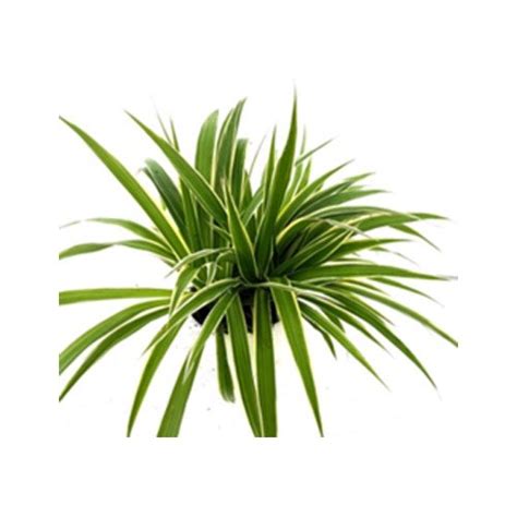 Chlorophytum Varigatum Broad Leaf Indoor Plant Air Purifying Indoor