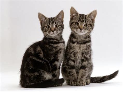 If you speak to several cat owners, though, you'll hear many exceptions to this rule. Domestic Cat, Two 8-Week Tabby Kittens, Male and Female ...