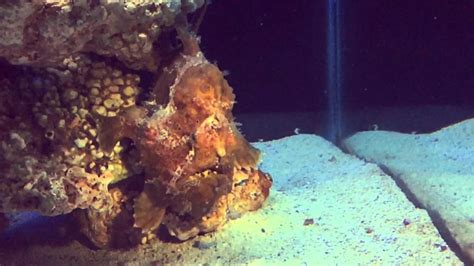 Angler Frogfish Antennarius Sp Slow Motion Using His Lure To Attract