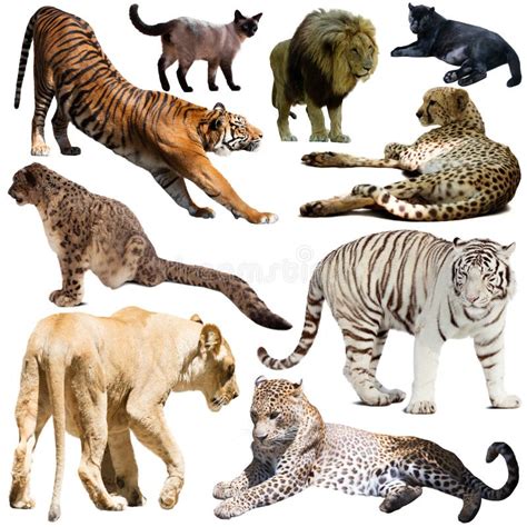 262 Mammals Collage Stock Photos Free And Royalty Free Stock Photos