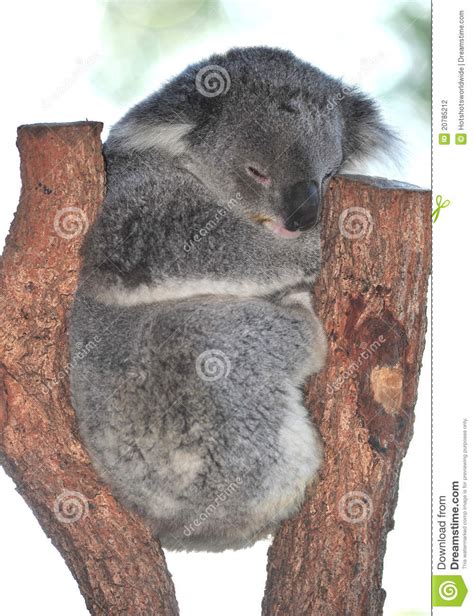 Australian Koala Bear Sleeping Treequeensland Stock Photo