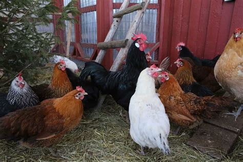 Understanding Backyard Poultrychicken Farming At Home Check How This
