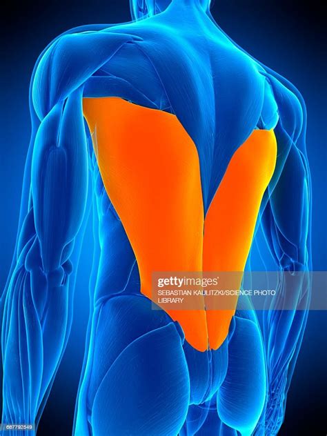 Back Muscles Illustration High Res Vector Graphic Getty Images