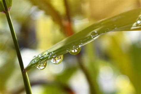 Close Drip Drop Of Water Grass Green Leaf Macro Macro