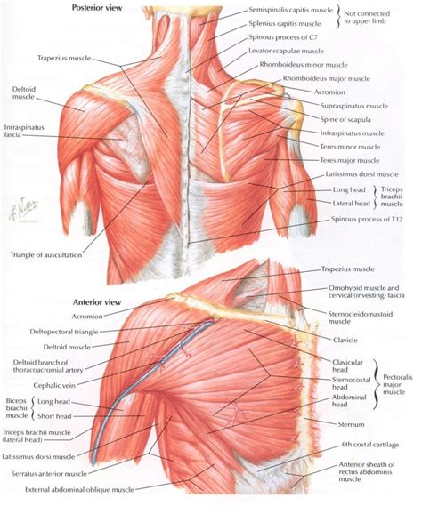 Polygonal colored vector bodybuilder logo. Paraspinal Muscles Anatomy Paraspinal Muscles Anatomy ...