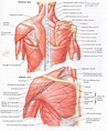 Anatomy Of The Shoulder Blade - Anatomical Charts & Posters