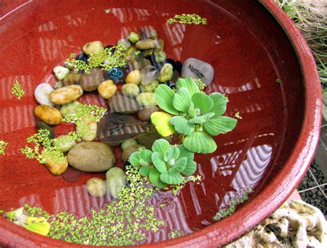 9 Low Maintenance Plants For The Office Water Lettuce Bowl Inhabitat