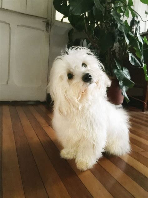 Pin By Amira On Pets Coton De Tulear Maltese Breed Teacup Puppies