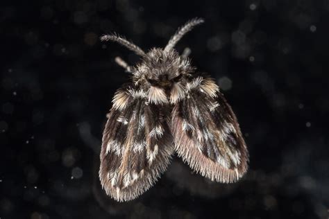 Psychodidae Moth Flies Field Guide To The Insects Of Tasmania