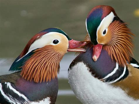 Mandarin Duck Bird Facts Aix Galericulata Birdfact