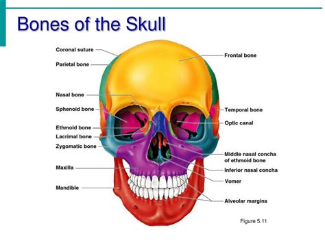 Ppt Chapter 5 The Skeletal System Powerpoint Presentation Free Download Id9396409