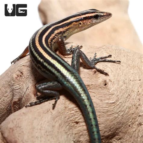 Pacific Blue Tailed Skinks Emoia Caeruleocauda For Sale Underground