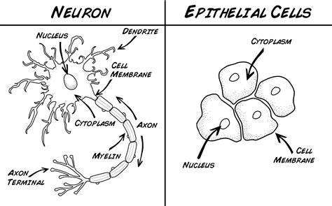 Human Epithelial Cells Under Microscope Labeled Micropedia