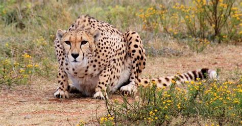 Cheetahs Amazing Facts And Pictures Show Them In Action