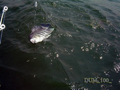 วัชพืชและรู้จักกันดีคือ กกสามเหลี่ยมหรือกกตะกรับ (scirpus grosus l.f) มีลำต้นตั้งตรงมีขนาดใหญ่. แพลูกแก้วหน้า อ.ศรีสวัสดิ์