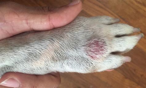 What Are Hotspots On Dogs Caused By